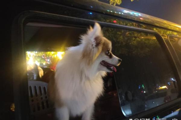 救主狗狗传奇：如何一只普通犬种展现非凡勇气与智慧