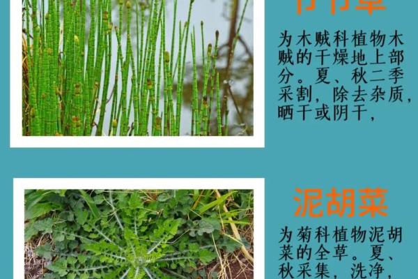 了解路旁土命：如何通过环境与植物养生旺自己