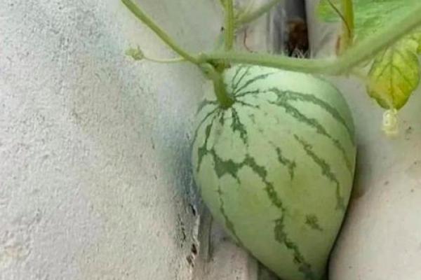 六二年属虎的命运解析：探寻生命的力量与智慧