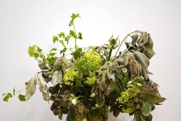 枯木逢春：揭示男命命理中的重生与希望之意