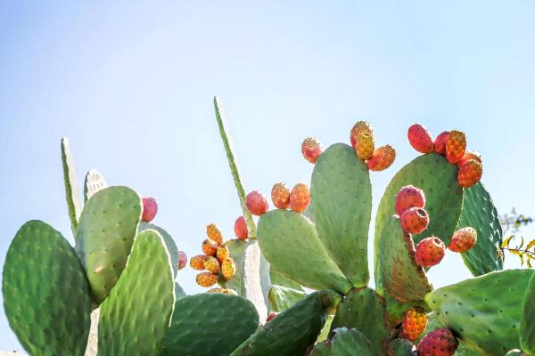 探秘命纹掌：神秘掌中折段歌揭示的命运之道