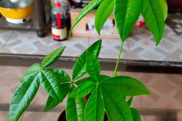 炉中火命的绿植选择：让你的家居环境焕发活力与生机