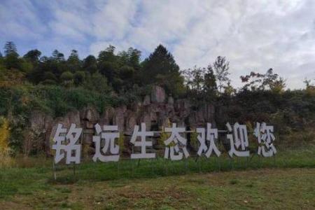 林下之猪：自然与生态的和谐共生之道