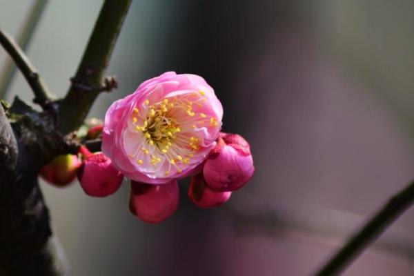 梅秀命理解析：她的命运，花开几度？