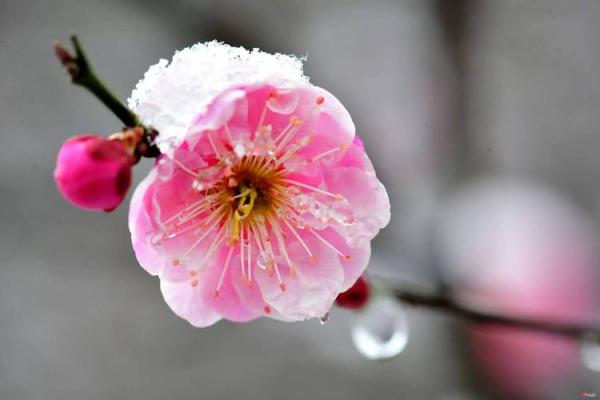 梅秀命理解析：她的命运，花开几度？