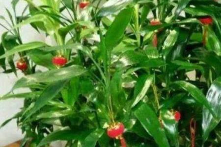 木命人穿衣颜色配搭指南：助你旺财增运，生活更美好
