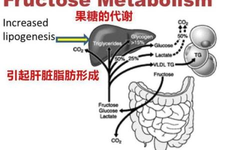靠葡萄糖续命：揭开罕见罕见代谢疾病的神秘面纱