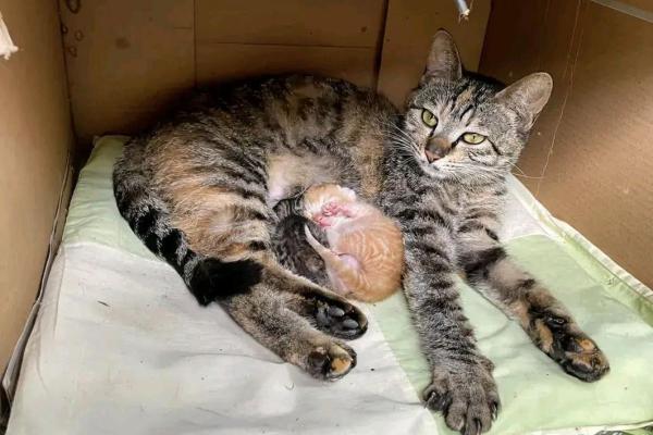 猫有九命，探秘猫咪的九种奇妙命运与灵性