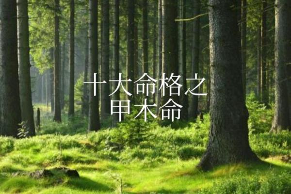 探寻女木命与其他命格的最佳搭配，开启人生奇遇之旅