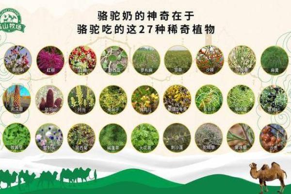 命运与饮食的奥秘：如何通过饮食提升生命质量