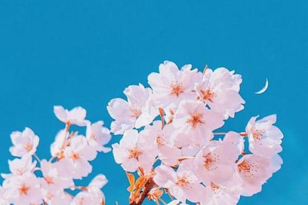立春出生的命理解析：掌握春日之气，开启美好人生之旅