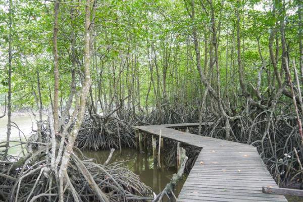 木命男人选车颜色指南：如何为风水和谐开启绿色旅程