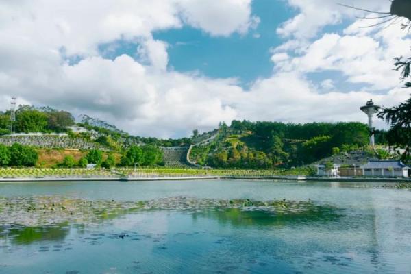 莲花命：内心平和的生命之旅，探寻静谧与智慧的结合