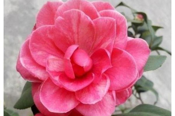 路旁土命女命解析：性格特征与人生运势的深度理解