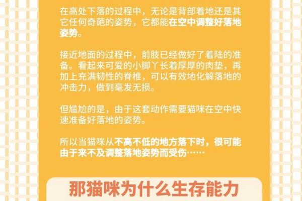 九条命的家伙：揭秘猫咪的神秘与魅力