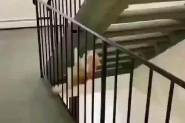 九条命的家伙：揭秘猫咪的神秘与魅力