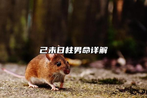 男命日柱带红艳：解读其背后的深意与象征