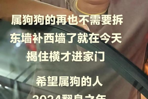 九月出生的82年狗：命理解密与生活智慧