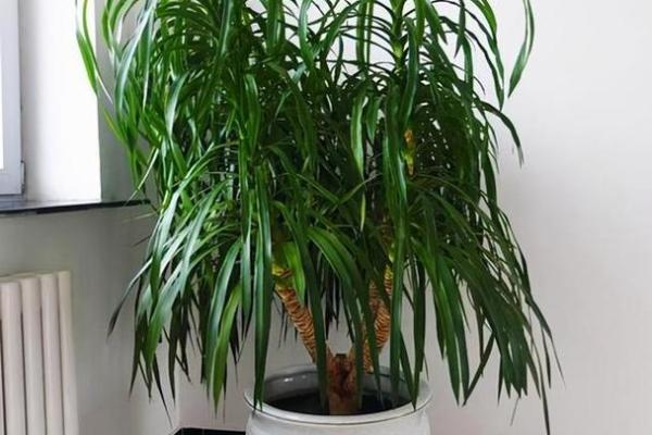 木命之人的客厅绿植选择，提升家居风水与生机活力