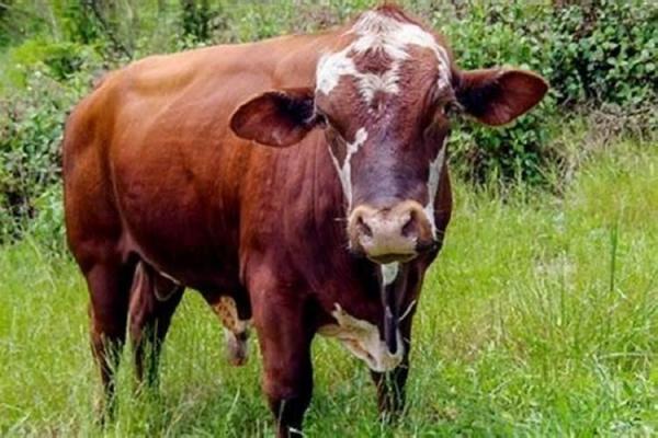 揭秘六月初出生牛宝宝的命格与性格特征