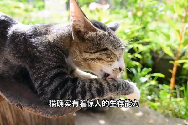九条命的猫：在磨难与希望中寻找生存的意义