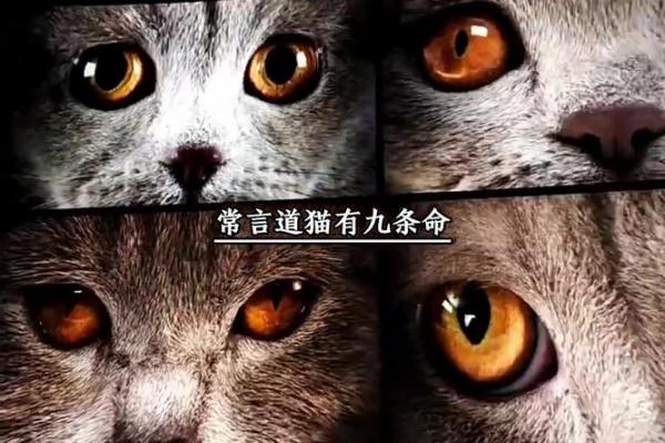 九条命的猫：在磨难与希望中寻找生存的意义