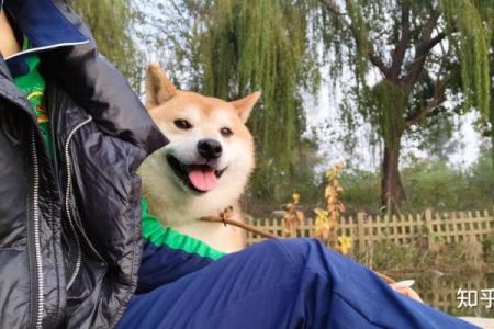 炉中火命女性适合养什么宠物？探索完美伴侣！