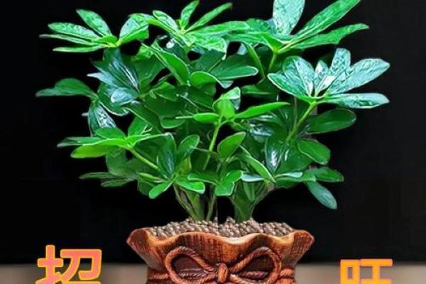 路旁土命者家中风水物品推荐，提升运势与幸福感！