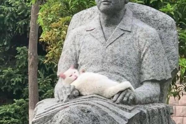 流浪猫的命运：在城市角落中的孤独与坚韧