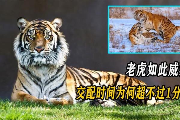 老虎生第三胎，虎宝宝命运如何？解密老虎生肖背后的神秘寓意