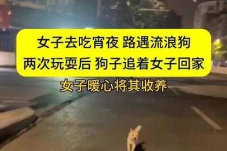 流浪狗的相依之旅：温情背后的无尽责任与希望