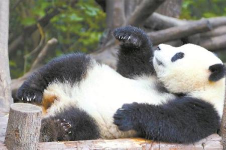 狂野续命：自然界中的神秘动物与其生存智慧