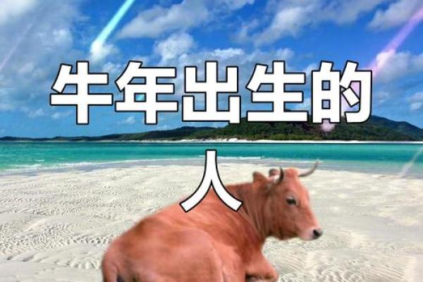 赖岁属牛，人生命理与性格特征探秘