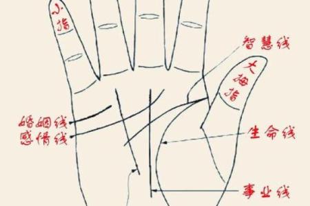 看手掌识命：解锁你命运的秘密与艺术
