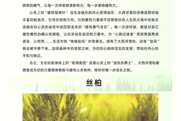 探寻木命松柏木的奥秘：自然与命理的完美结合