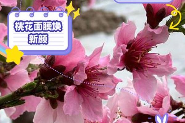 男命桃花带合的深意与解读：为何桃花运如影随形？
