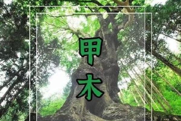 木猪命与哪些命搭配最好？神秘命理揭示完美搭档！
