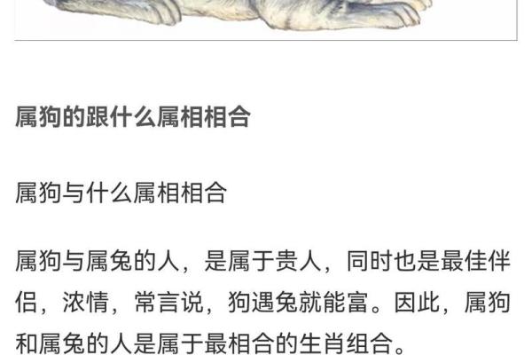 揭秘1982年九月生狗的命运奥秘：生肖狗的非凡命运解读！