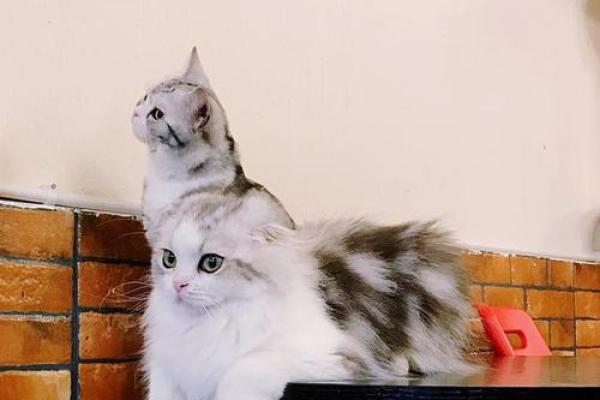 九条命的猫：神秘而迷人的小生命