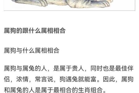 揭秘1982年九月生狗的命运奥秘：生肖狗的非凡命运解读！