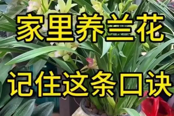 兰花命的人与哪些命最为契合？探寻命理的和谐之道