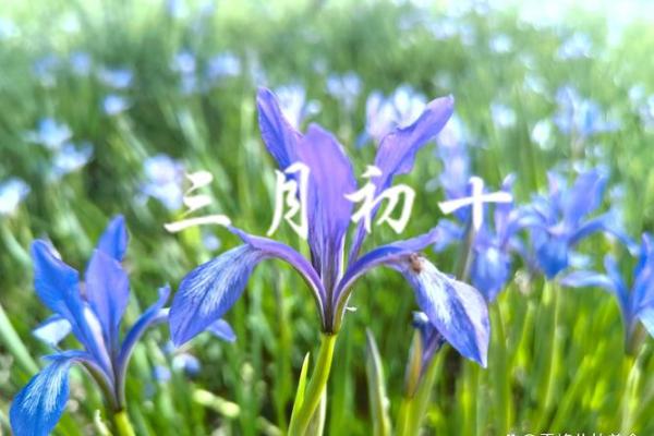 关于农历三月初十出生者的命运与性格解析