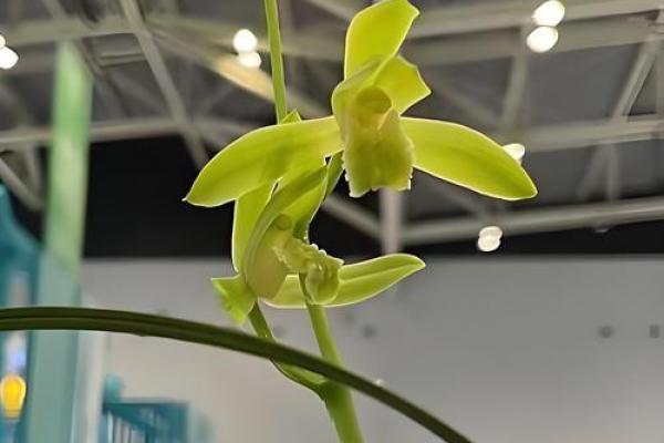 兰花命的人：独特气质与命运特征的探秘