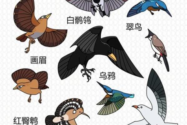 命命鸟：那只会预言未来的神奇鸟类故事