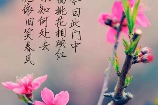 探寻命运之谜：没有桃花的命格对人生的影响与启示
