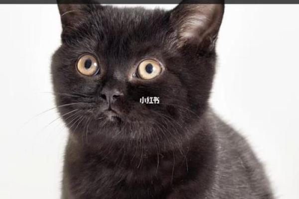 混血猫的神奇世界：解开九条命的猫品种之谜