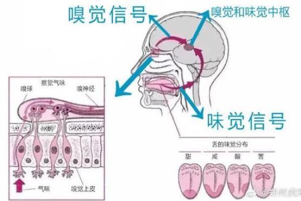 男人鼻孔向外的命运解析：揭示内心深处的秘密与潜能