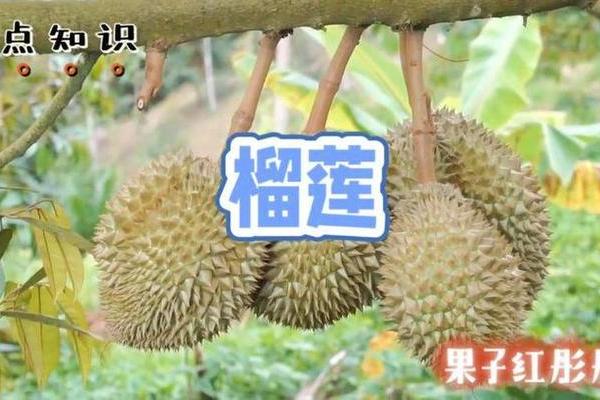 探秘女人榴莲命：她们的命运与性格特征解析