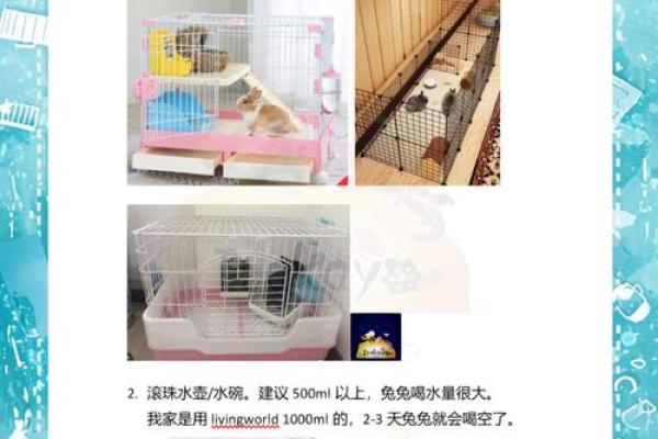 九月出生的兔子命格解析：一生的幸运与挑战