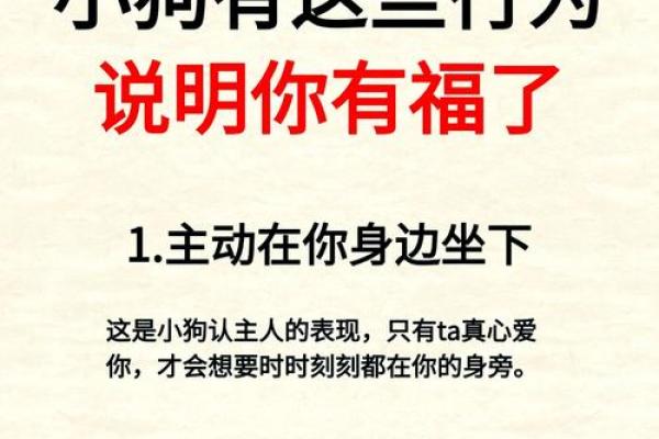 命里缺狗的原因与补救：探寻生活中的幸福与陪伴